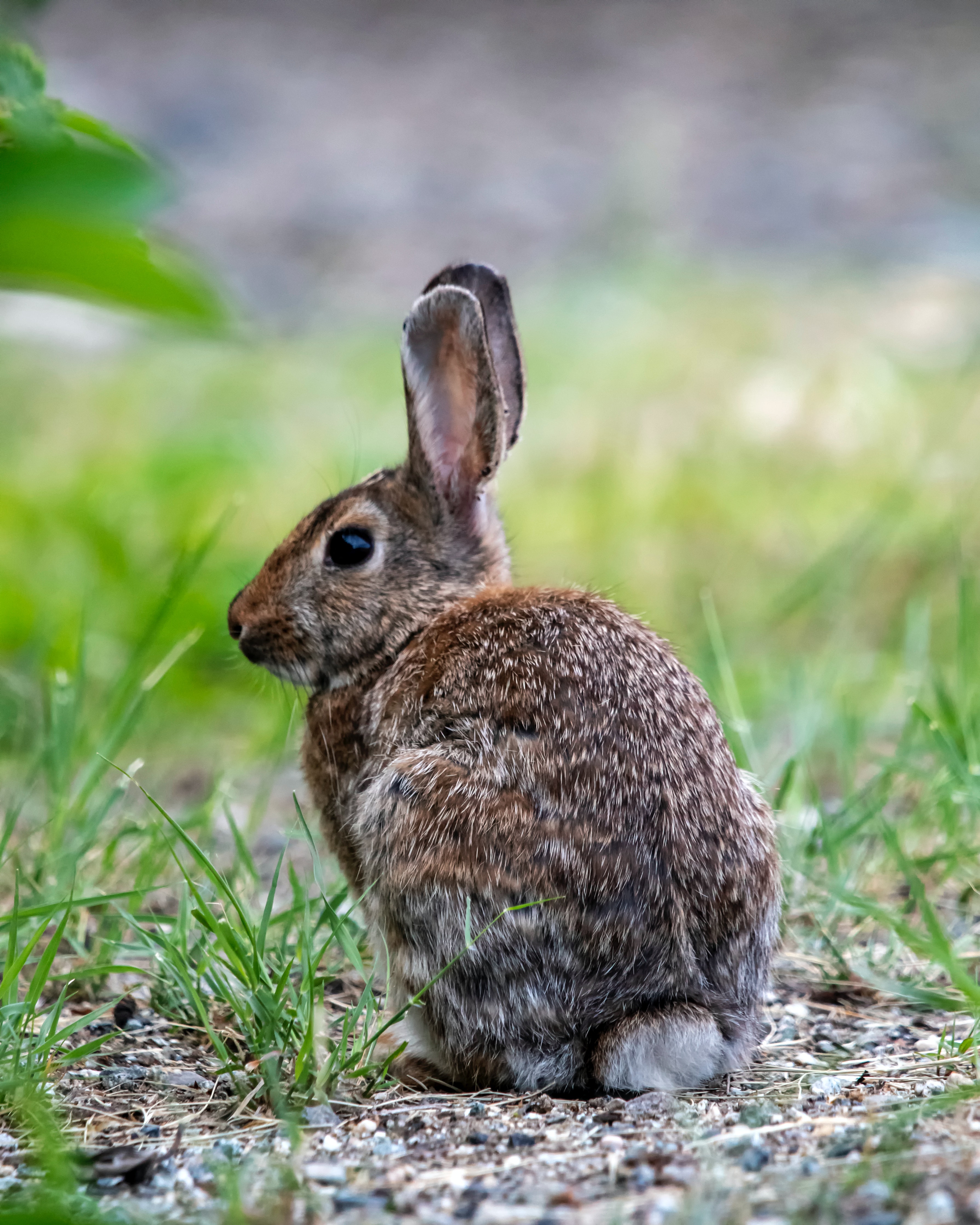 rabbits